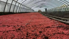 AG�ֻ��������(����)��ҳ���