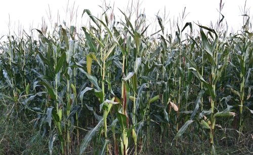 ΢��ͼƬ_20241109194856